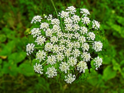 cicuta velenosa