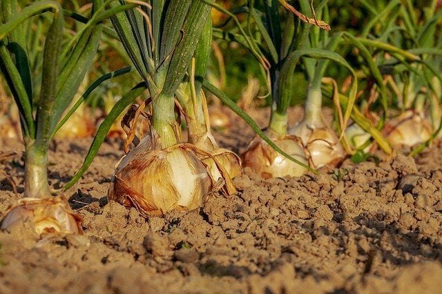 cos'è-l'agricoltura-biologica