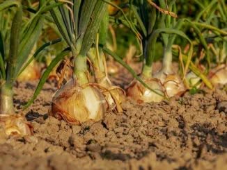 cos'è-l'agricoltura-biologica
