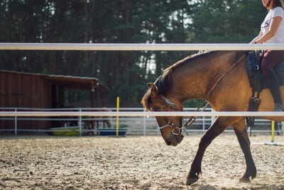 corsi di equitazione